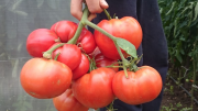 СТАР ГРАДИНАРСКИ трик: Ако засадите тази билка до доматите ще имате двойна реколта!